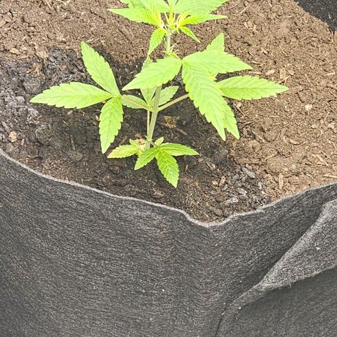 Widow  growlog timeline photo