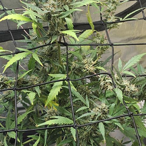 White widow  growlog timeline photo