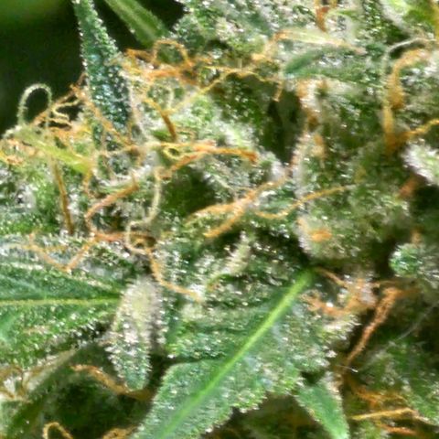 White widow  growlog timeline photo