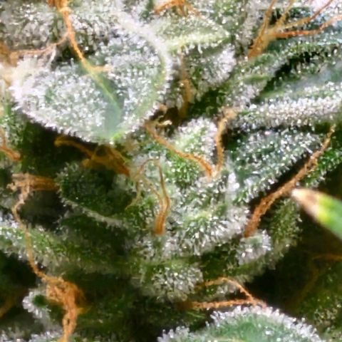 White widow  growlog timeline photo