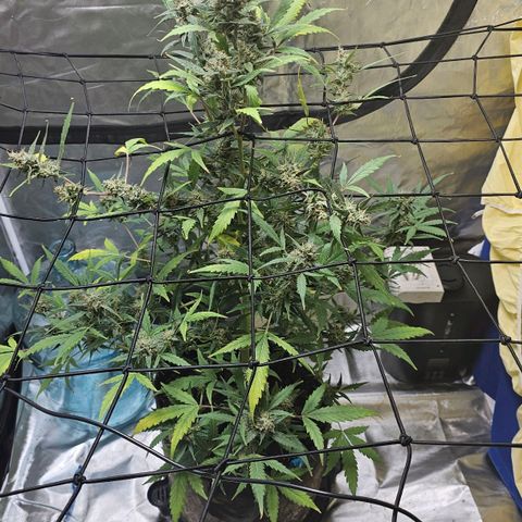 White widow  growlog timeline photo