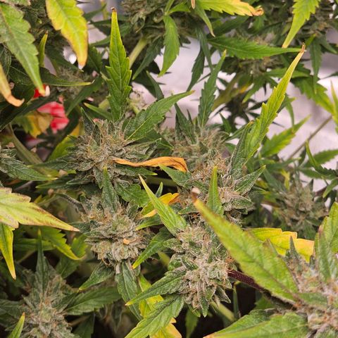 White widow  growlog timeline photo