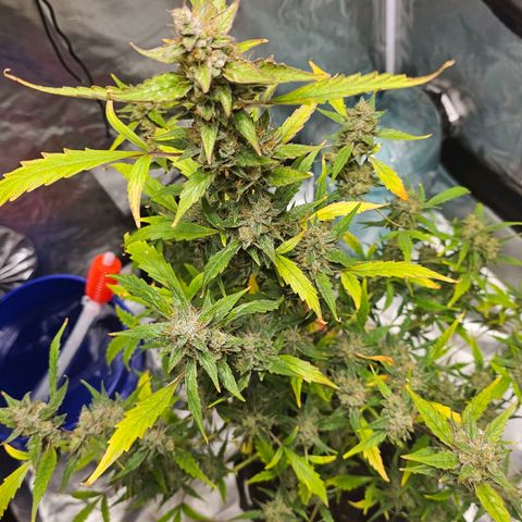 White widow  growlog timeline photo