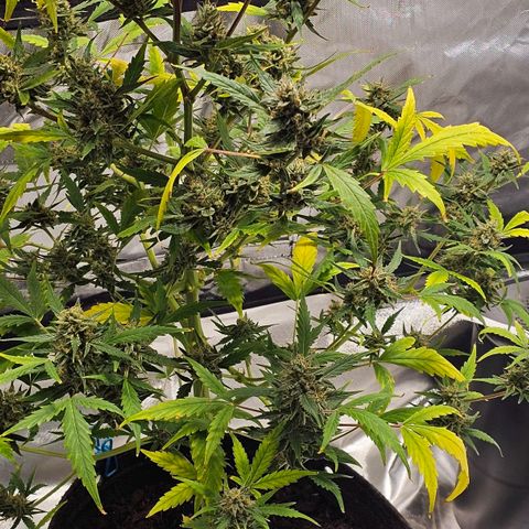 White widow  growlog timeline photo