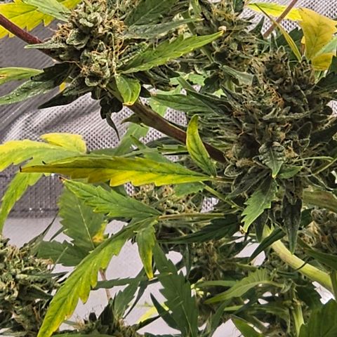 White widow  growlog timeline photo