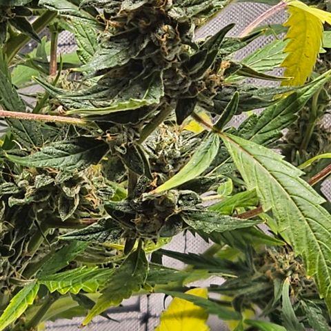 White widow  growlog timeline photo