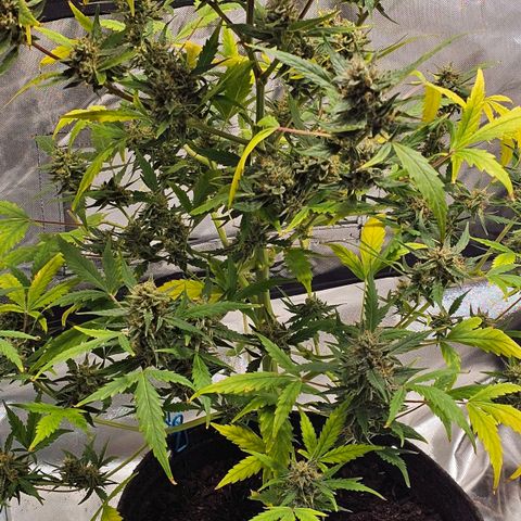 White widow  growlog timeline photo