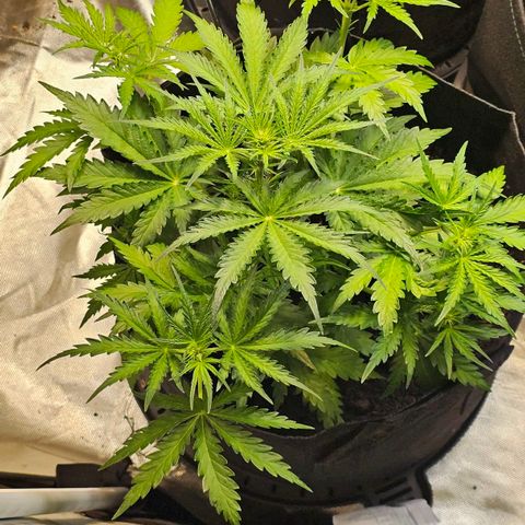 Northern Lights Auto growlog in Flowering