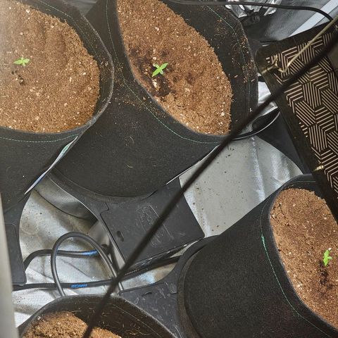 Northern Lights Auto growlog timeline photo