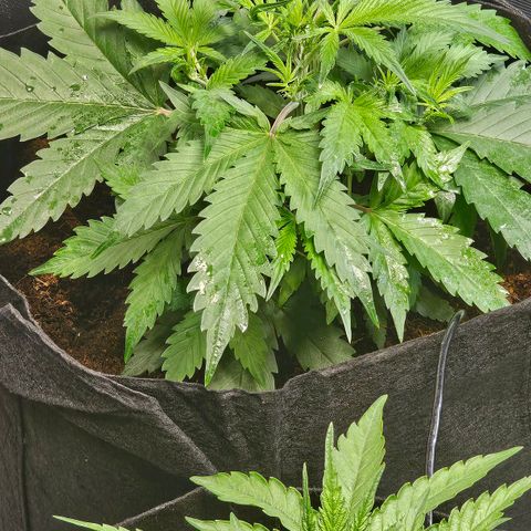 Blackberry Spacewreck growlog timeline photo