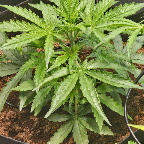 Blackberry Spacewreck growlog timeline photo