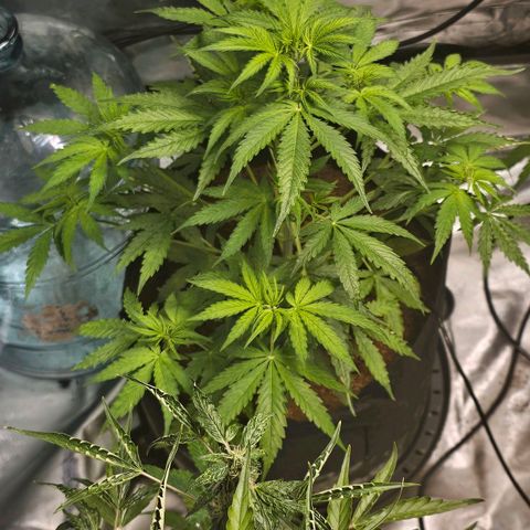 Blackberry Spacewreck growlog timeline photo