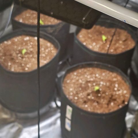 Northern Lights Auto growlog timeline photo