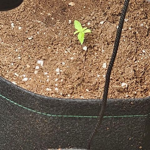 Northern Lights Auto growlog timeline photo