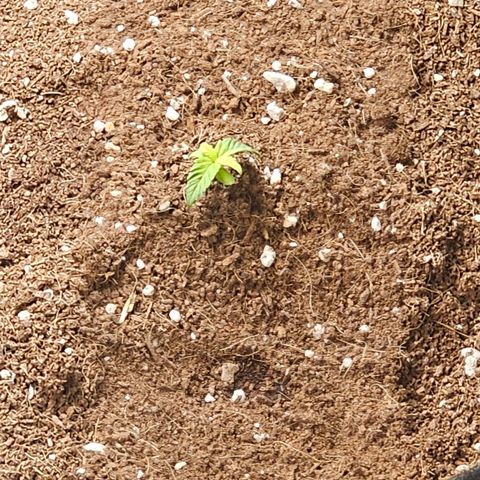 Northern Lights Auto growlog timeline photo