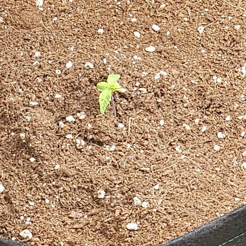 Northern Lights Auto growlog timeline photo