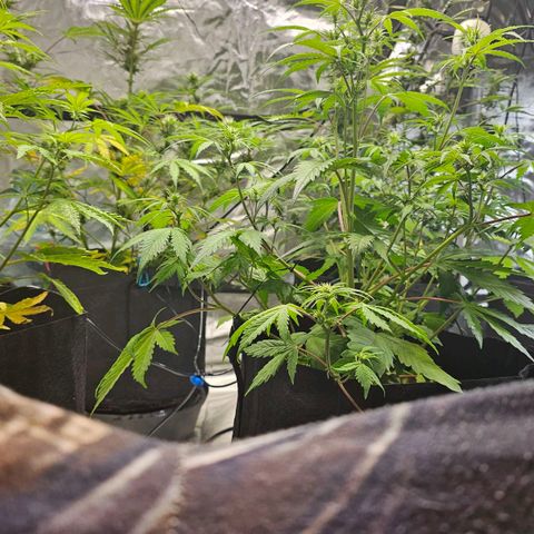 Blackberry Spacewreck growlog timeline photo