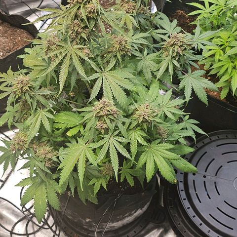 Blackberry Spacewreck growlog timeline photo