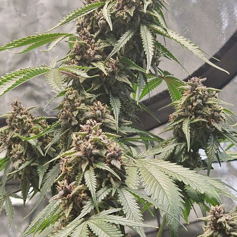 Blackberry Spacewreck growlog timeline photo