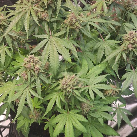 Blackberry Spacewreck growlog timeline photo