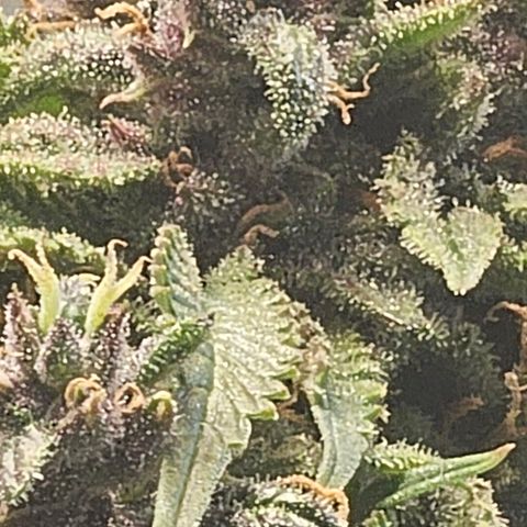 Blackberry Spacewreck growlog timeline photo
