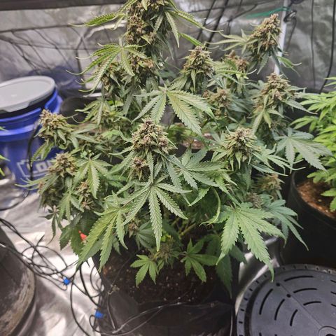 Blackberry Spacewreck growlog timeline photo