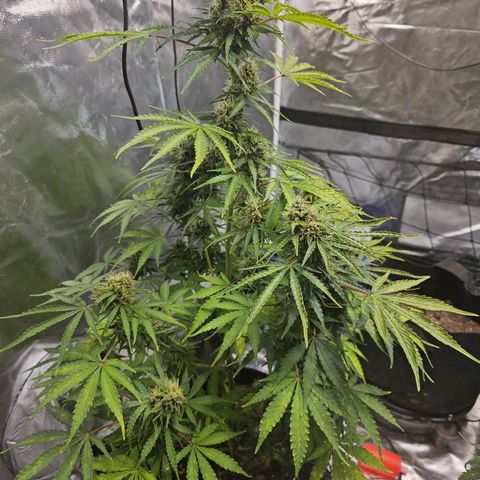 Runtz Auto growlog timeline photo