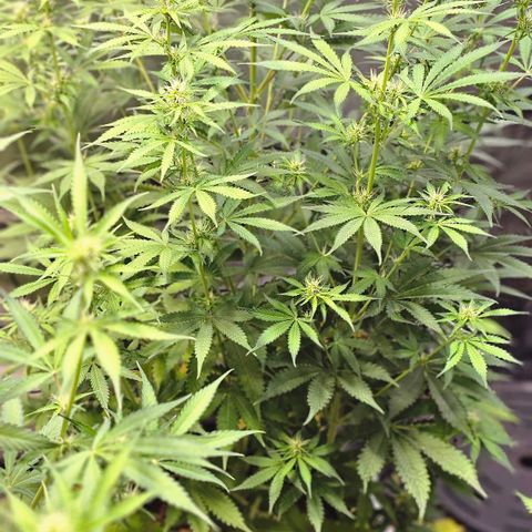 Auto Purple Punch growlog timeline photo