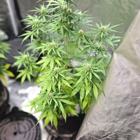 Auto Purple Punch growlog timeline photo