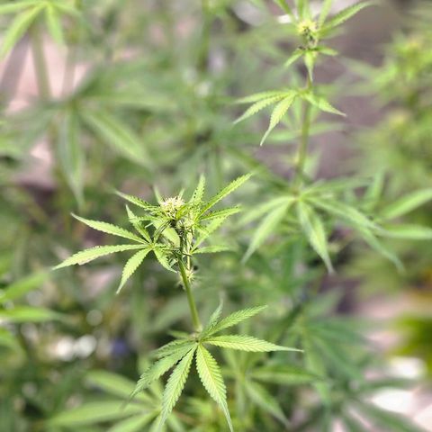 Auto Purple Punch growlog timeline photo