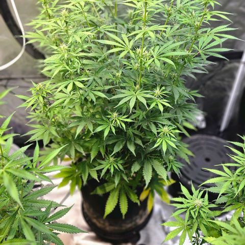 Auto Purple Punch growlog timeline photo