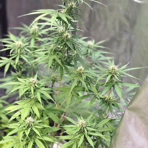 Auto Purple Punch growlog timeline photo