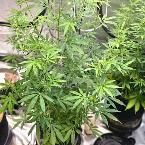 Auto Purple Punch growlog timeline photo
