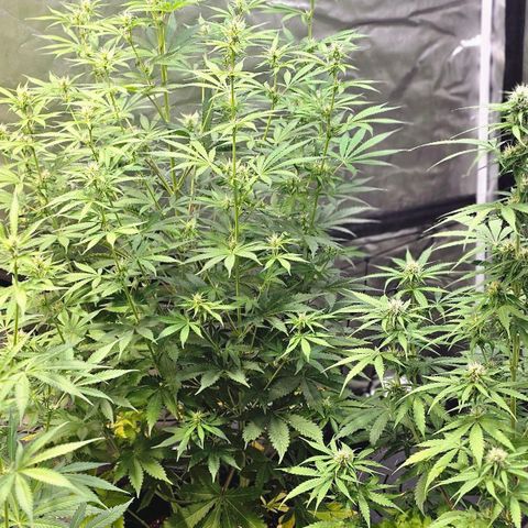 Auto Purple Punch growlog timeline photo