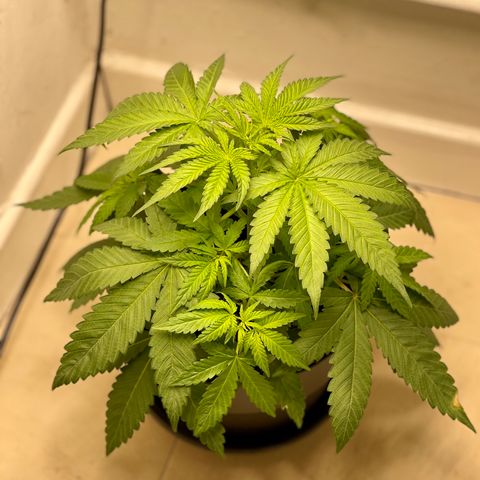 Super Skunk growlog timeline photo