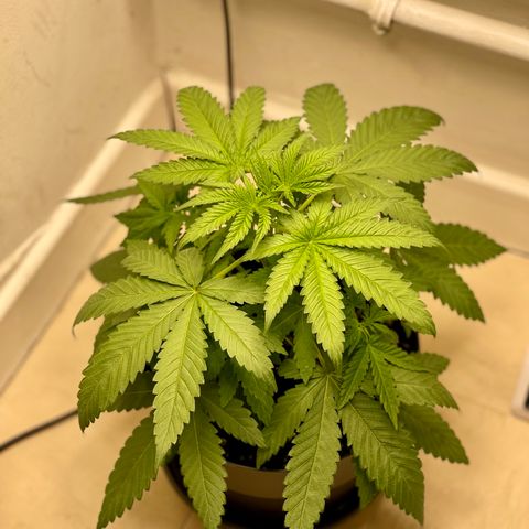 Super Skunk growlog timeline photo