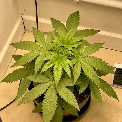 Super Skunk growlog timeline photo