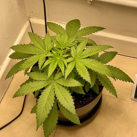 Super Skunk growlog timeline photo
