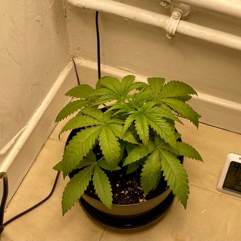 Super Skunk growlog timeline photo