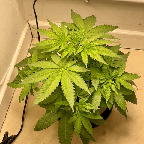 Super Skunk growlog timeline photo