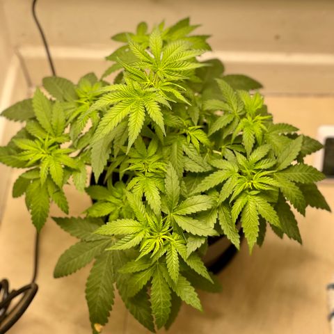Super Skunk growlog timeline photo
