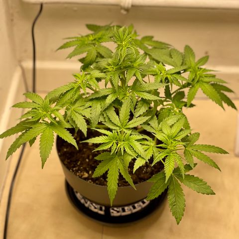 Super Skunk growlog timeline photo
