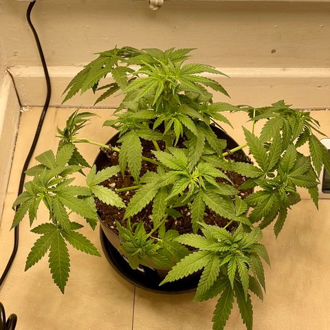Super Skunk growlog timeline photo