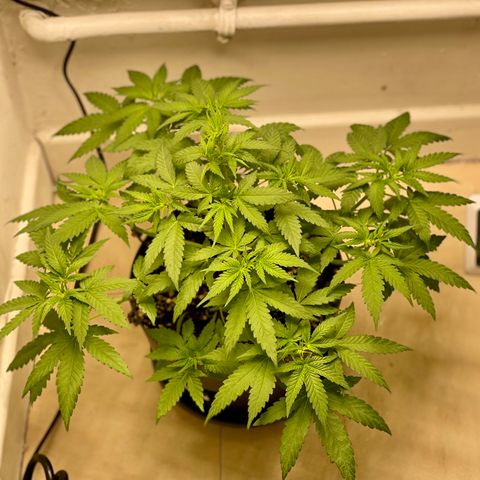 Super Skunk growlog timeline photo