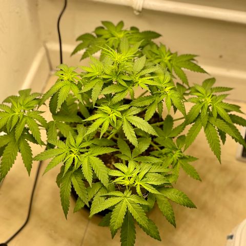 Super Skunk growlog timeline photo