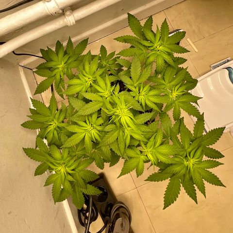 Super Skunk growlog timeline photo
