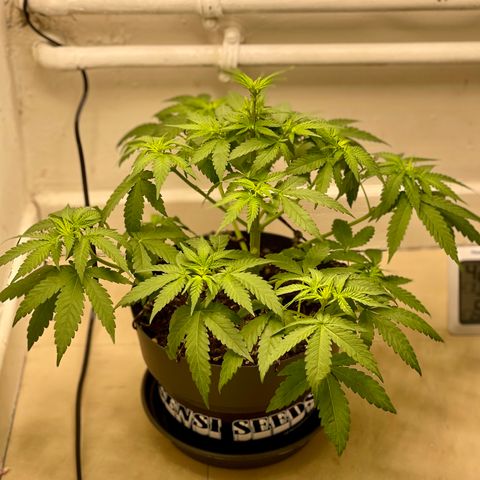 Super Skunk growlog timeline photo
