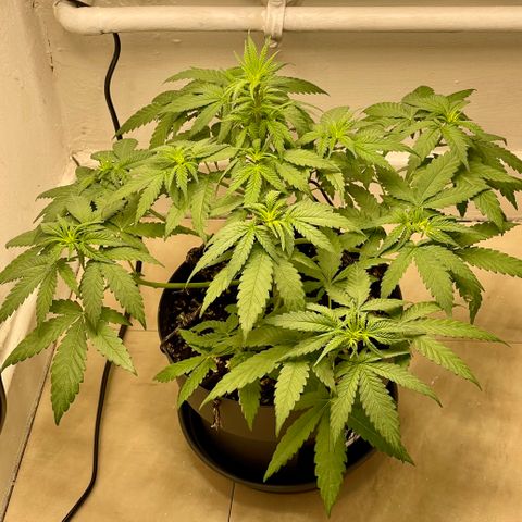 Super Skunk growlog timeline photo