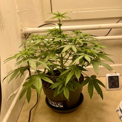 Super Skunk growlog timeline photo