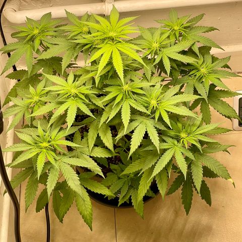Super Skunk growlog timeline photo